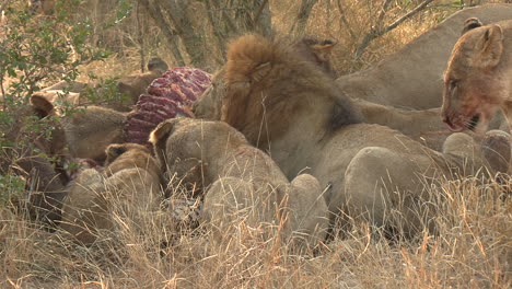 Pride-of-lions-feast-on-a-recent-kill