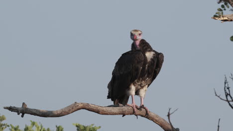 White-headed-Vulture-Perched-on-a-Branch---Close-Up