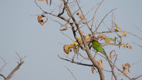 Perching-Swallow-tailed-bee-eater-Bird-Feeding-On-Dried-Leaves-Of-A-Tree