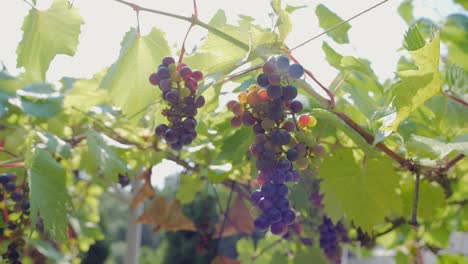 Juicy-purple-grapes-in-the-rays-of-the-sun