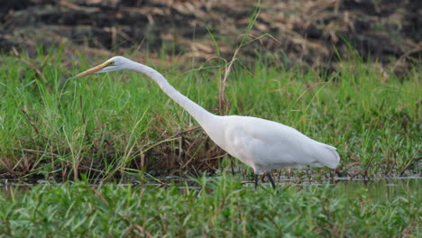 A-Great-Egret-Looking-for-Its-Prey---Close-Up