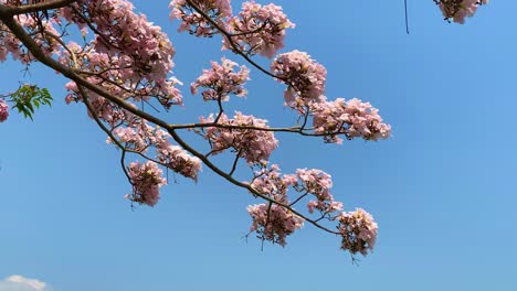 Rosafarbene-Tabebuya-Blume,-Die-In-Zeitlupe-Im-Wind-Schwankt,-Mit-Blauem-Himmel-Im-Hintergrund