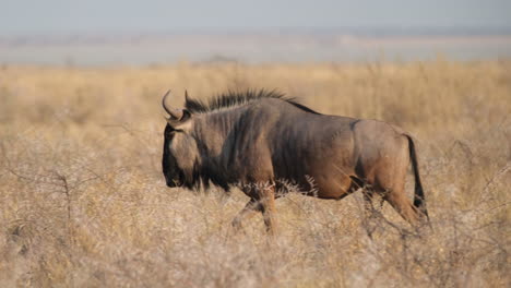 Africa---Wildebeest-Leisurely-Traversing-a-Parched-Grassland---Tracking-Shot