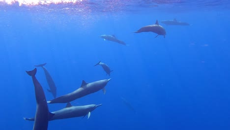 Group-of-spinner-dolphins-underwater,-Pacific-ocean,-Mazunte,-Oaxaca,-Mexico