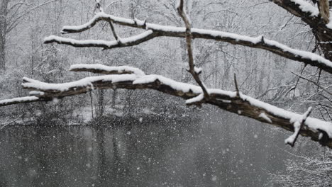 Snow-covered-limb-of-tree-in-foreground-with-tons-of-snow-falling-in-slow-motion-in-the-background