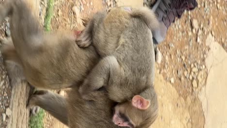 Cute-Baby-Snow-Monkey-Riding-On-Mom's-Back