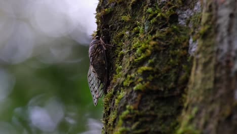 Resting-on-the-left-side-of-the-tree-on-mossy-bark-captured-as-the-camera-zooms-out,-Cicada,-Thailand