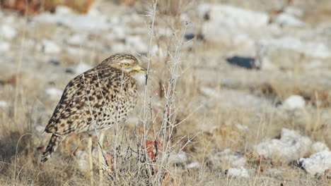 A-Spotted-Thick-knee-Perched-in-a-Dry-Grassland---Pullback