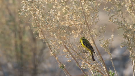 Yellow-fronted-Canary-Bird-Feeds-On-The-Wild-Bushes-In-The-African-Deserts