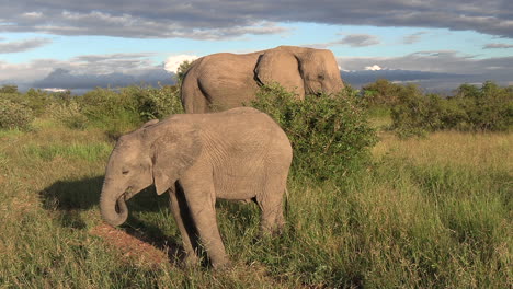 Mother-and-calf,-elephants-grazing-on-sub-saharan--grass