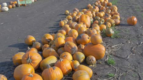Tilt-shot-of-many-orange-pumpkins-stacked-up-on-a-muddy-field-in-the-sunshine
