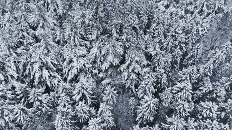Nach-Einem-Heftigen-Schneesturm-Im-Mittleren-Westen-Erfasst-Eine-Drohne-Die-Verschneite-Fläche-Eines-Waldes