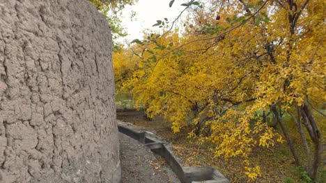 Evening-afternoon-walking-in-a-cloudy-hazy-day-in-pomegranate-garden-agriculture-lane-road-stream-flow-water-to-feed-orchard-in-Iran-Yazd-Aqda-Arakan-historical-desert-city-in-autumn-golden-color-tree