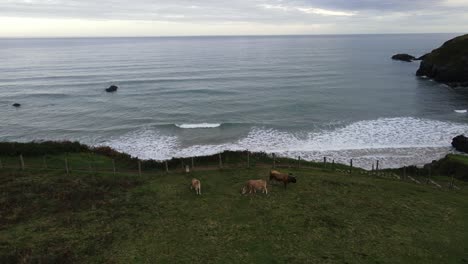Wild-cattle-cows-gazing-on-green-pasture-grass-at-ocean-cliff-aerial