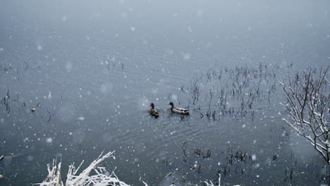 Vögel-Ertragen-In-Zeitlupe-Anmutig-Einen-Sanften-Schneefall-Im-Fluss