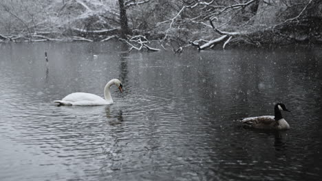 Vögel-In-Einem-Fluss,-Geschmückt-Mit-Fallenden-Schneeflocken