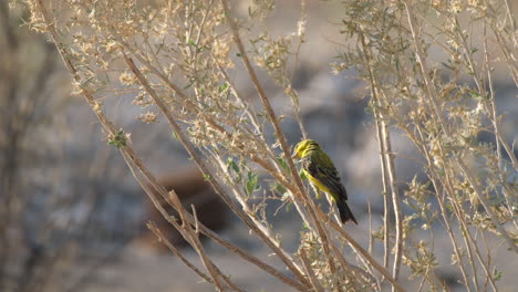 Ein-Gelbstirn-Kanarienvogel,-Der-In-Afrika-Südlich-Der-Sahara-Beheimatet-Ist