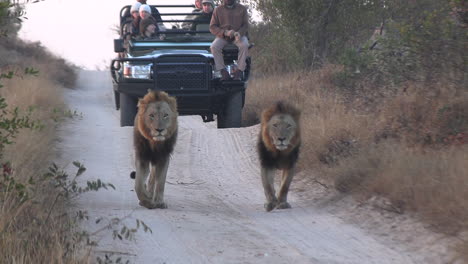 Male-lions-walking-in-front-of-a-safari-vehicle-in-the-Timbavati-Game-Reserve,-Africa