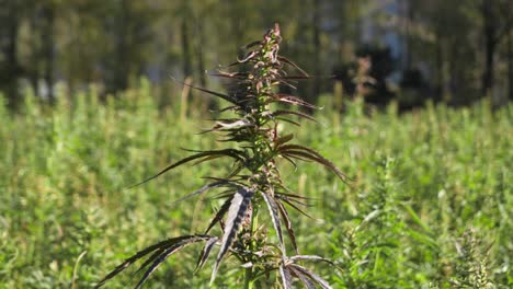 Rack-focus-shot-of-green-hemp-field-during-windy-day-located-near-forest