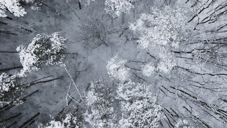 Drone-perspective-captures-the-snowy-aftermath-of-a-significant-blizzard-in-the-Midwest-woods