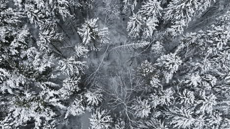 Luftaufnahmen-Zeigen-Einen-Wald-Im-Mittleren-Westen,-Der-Nach-Dem-Einschlag-Eines-Großen-Schneesturms-Mit-Schnee-Bedeckt-Ist