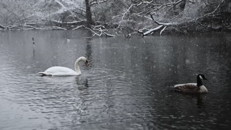 Feathered-friends-in-a-river,-embraced-by-falling-snow