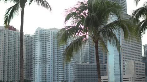 Palmen-Mit-Der-Skyline-Von-Miami,-Goldene-Stunde