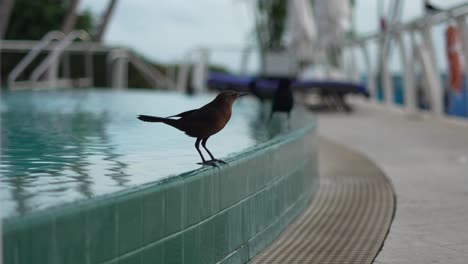 Bird-On-Edge-Of-Infinity-Pool-Golden-Hour-Miami