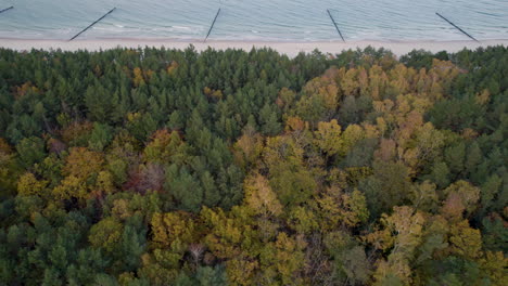 Aerial-view-of-a-dense,-autumn-colored-forest-adjacent-to-a-sandy-beach-and-calm-sea