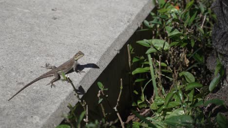 Eidechse-Auf-Bank-Miami-Heißer-Sonniger-Tag-Salamander
