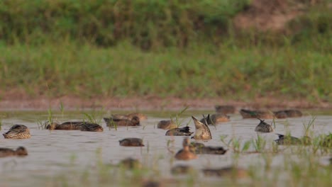 Flock-of-Ducks-Feeding-in-Wetland