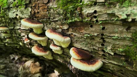 Resinous-polypore-shelf-mushrooms-growing-on-rotting-bark-of-log-in-forest