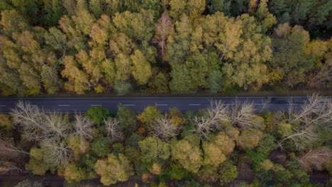 Aerial-view-of-a-road-slicing-through-a-dense-autumn-forest-with-varied-hues-of-yellow-and-green