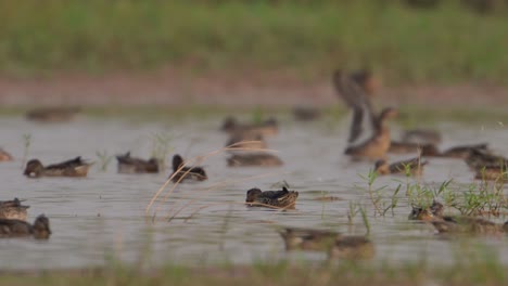 Flock-of-Ducks-in-Lake-Side-in-Morning