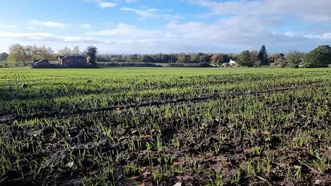 Fresh-new-growth-crops-growing-in-autumn-seasonal-agricultural-farmland-meadow-in-rural-England