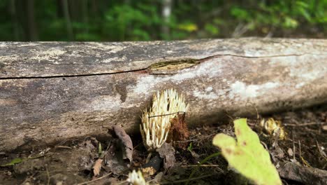 Crown-like-Coral-fungus-mushroom-growing-next-to-fallen-log-in-woods