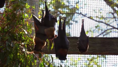 Close-up-shot-of-native-Australian-bat-species,-a-camp-of-little-red-flying-fox,-pteropus-scapulatus-roosting-and-hanging-upside-down-in-captivity-in-daylight-in-an-enclosed-environment