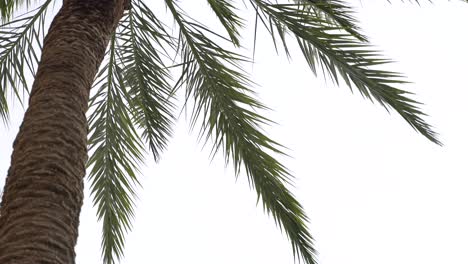 Palm-Tree-Close-Up-Miami