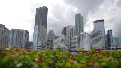 Miami-Skyline-With-Flowers-In-Foreground