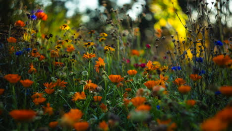 Slider-Timelapse-of-Beautiful-Garden-Flowers-Closeup-at-Sunset