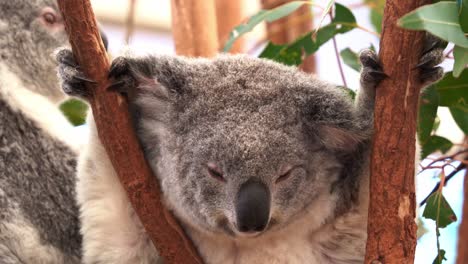 Adorable-sleepy-koala,-phascolarctos-cinereus,-dozing-off-on-the-tree-fork-of-eucalyptus-tree,-close-up-shot