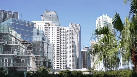 Miami-Baut-Sonnige-Tagespalmen