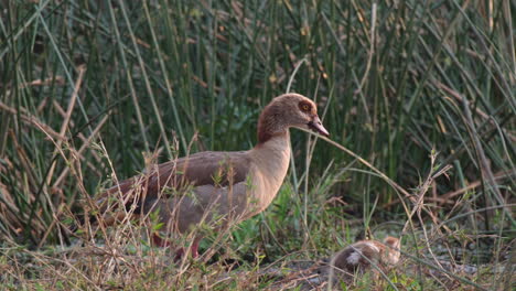 Egyptian-Goose-With-Its-Goslings-Walking-Among-Wild-Grasses