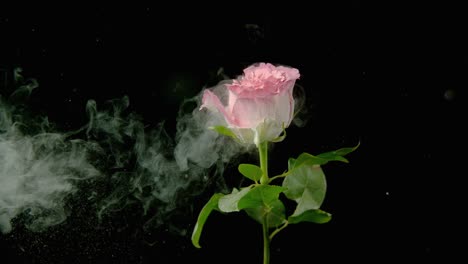 Rose-Petals-Explode-In-Million-Pieces