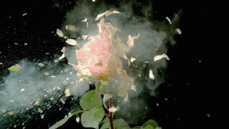 A-Rose-Explodes-In-Million-Pieces