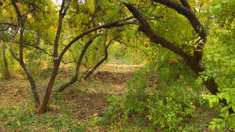 Ein-Tag-Im-Granatapfelgarten-Im-Iran,-Herbstsaison,-Herbst-Winter-Ernte,-Rote,-Reife,-Fertige-Früchte-Mit-Runder-Lederschale,-Im-Garten-Lagern,-Der-Obstgarten-Mit-Goldenen-Blättern-Und-Gelben-Blättern,-Ein-Baum-In-Yazd,-Iran,-Aqda