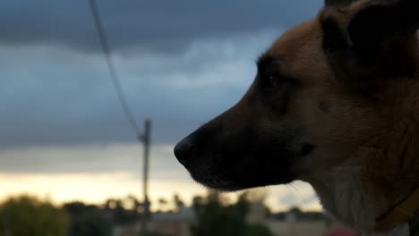 Mongrel-dog-watching-and-waiting-as-sunsets-in-distance
