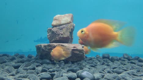 Viele-Safranfarbene-Fische-Spielen-Im-Aquarium-Verstecken