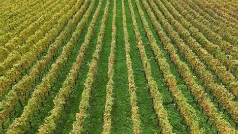 Drone-flying-slowly-above-a-vineyard-with-rows-of-vines
