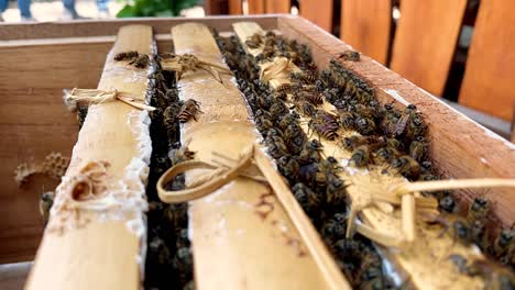 Honigbienenkolonie-Arbeitet-An-Der-Hölzernen-Bienenstockkiste-In-Der-Honigbienenfarm